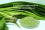 HIGH QUALITY PANDAN LEAF POWDER - BEST PRICE