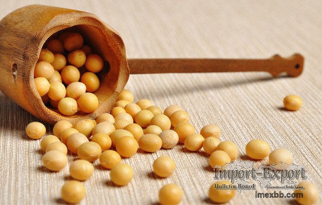 Soybean