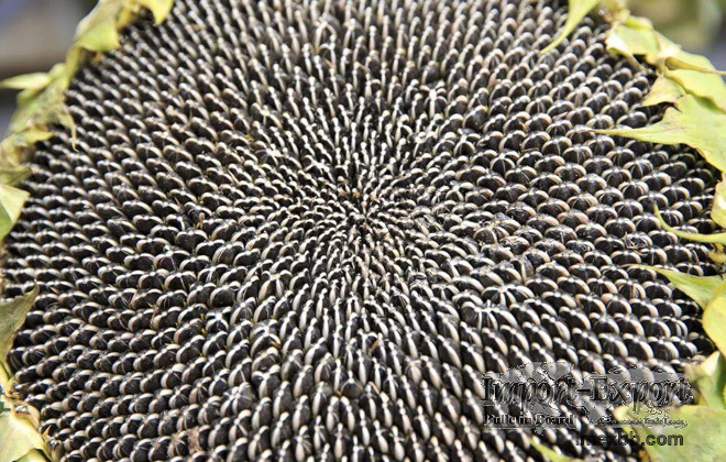 Chinese Whole Edible Sunflower Seeds