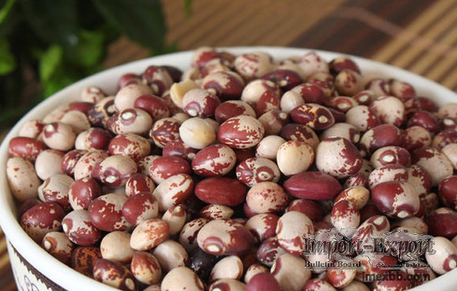 Vigna Umbellata/Kidney Beans