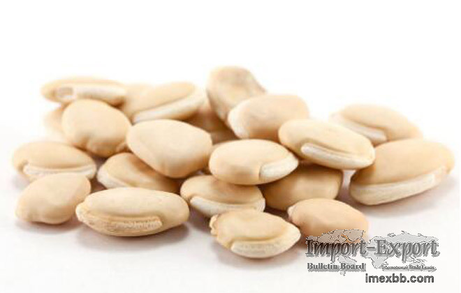 White Hyacinth Bean/White Lentils