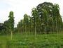 2500 hectares of teak trees plantation in Costa Rica (NFT project possibili