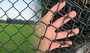 Chain Link Mesh Fence