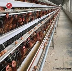 10000 Birds Layer Poultry Equipment A Frame Layer Cages SGS Approved