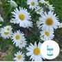 CAS 1783-96-6 Pure Organic Essential Oils Chrysanthemum Essential Oil For M