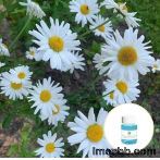 CAS 1783-96-6 Pure Organic Essential Oils Chrysanthemum Essential Oil For M