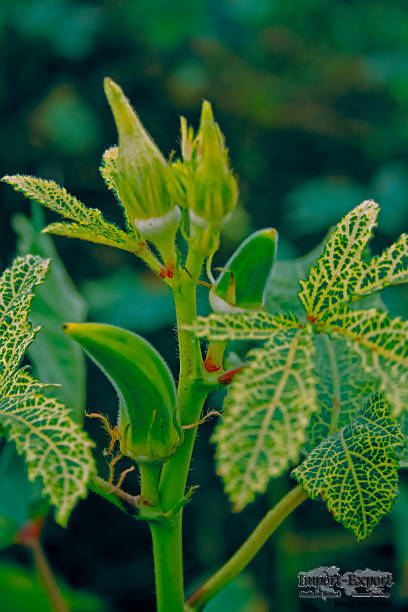 Okra Extract 10:1 Okra Polysaccharide Raw Materials of Health product 