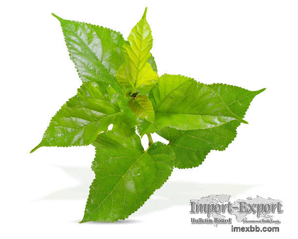 Mulberry leaf DAJ mulberry leaf extract health product raw materials