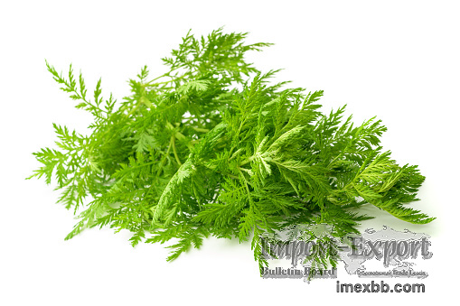 Artemisia Annua extract Artemisinin 98% Antimalarial Plant raw materials