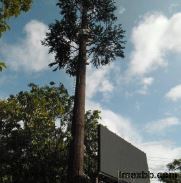 Community Camouflage Cell Tower Pine Tree Communication