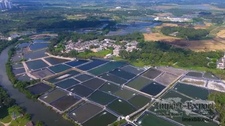 Tips for fish farming in ponds