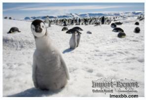 How is NIPT-NGS different from other pregnancy tests