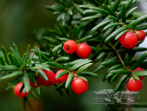 Yew Extract Paclitaxel Impurity CAS 71610-00-9 Cephalomannine