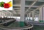 Automatic 380V Vegetable Sorting Machine Bell Pepper Grading Equipment