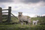 SHEEP & GOAT FENCE