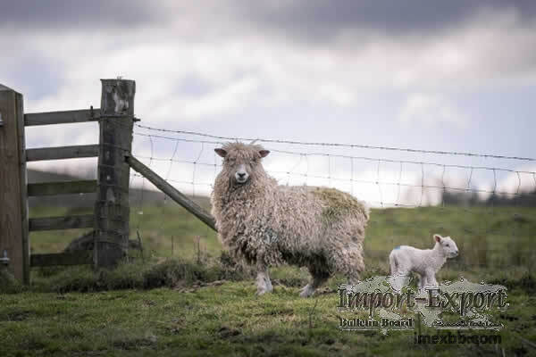 SHEEP & GOAT FENCE