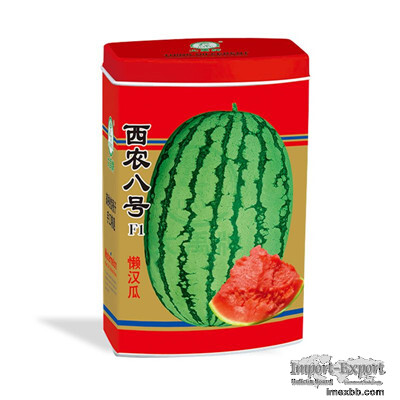Medium mature large fruit watermelon      Seedless Watermelon     