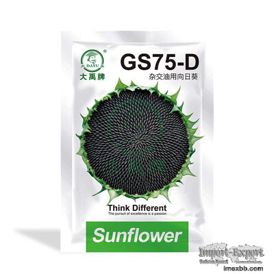 Newly bred three-line hybrid early maturity oil sunflower      