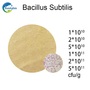 Bacillus Subtilis