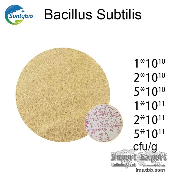 Bacillus Subtilis