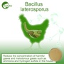 Bacillus Laterosporus