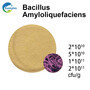 Bacillus Amyloliquefaciens