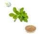 Bacopa Monnieri Natural Herb Extract Promotes Mental Clarity Brain Function