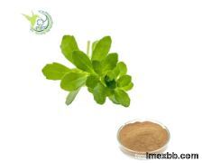 Bacopa Monnieri Natural Herb Extract Promotes Mental Clarity Brain Function