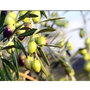 Olive Leaf Extract