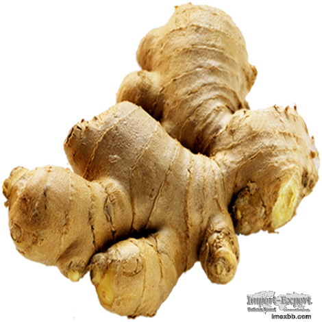 Fresh Ginger 1 Kg