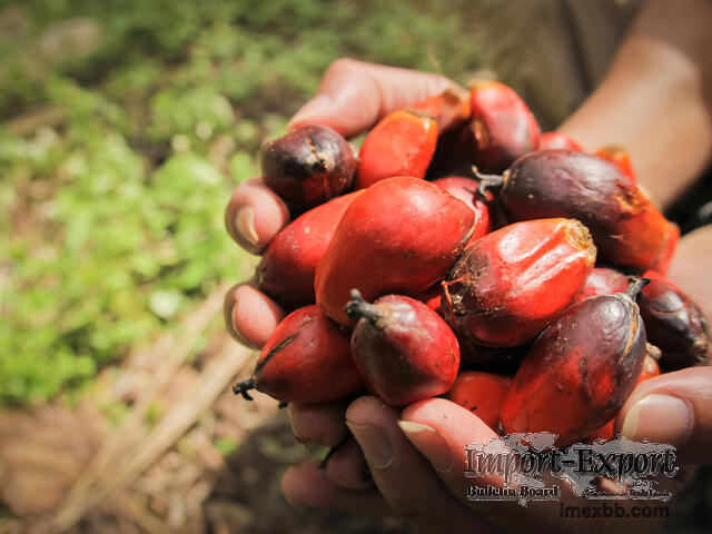 Palm Oil supply