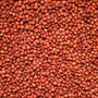 High Quality Natural Red Sorghum For Sale 
