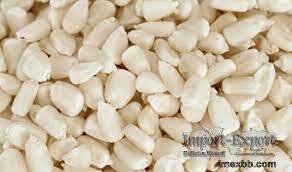 White Maize / White Corn