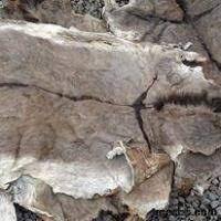 DRY SALTED DONKEY HIDES / SUN DRIED DINKEY HIDES / AIR DRIED DONKEY HIDES