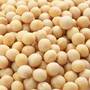 Dry Soybean Seed Human Food