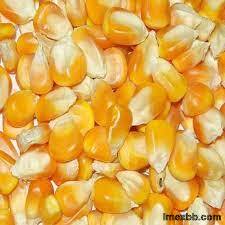 White/yellow  Corn Grains