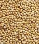 Dry Soybean Seed
