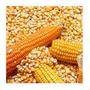 White/yellow Maize Corn