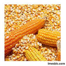 White/yellow Maize Corn
