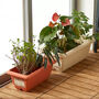 Rectangle vegetable plant pots