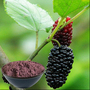 Buy Mulberry Extract Powder