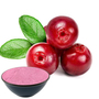 Spray Dried Cranberry Fruit Powder