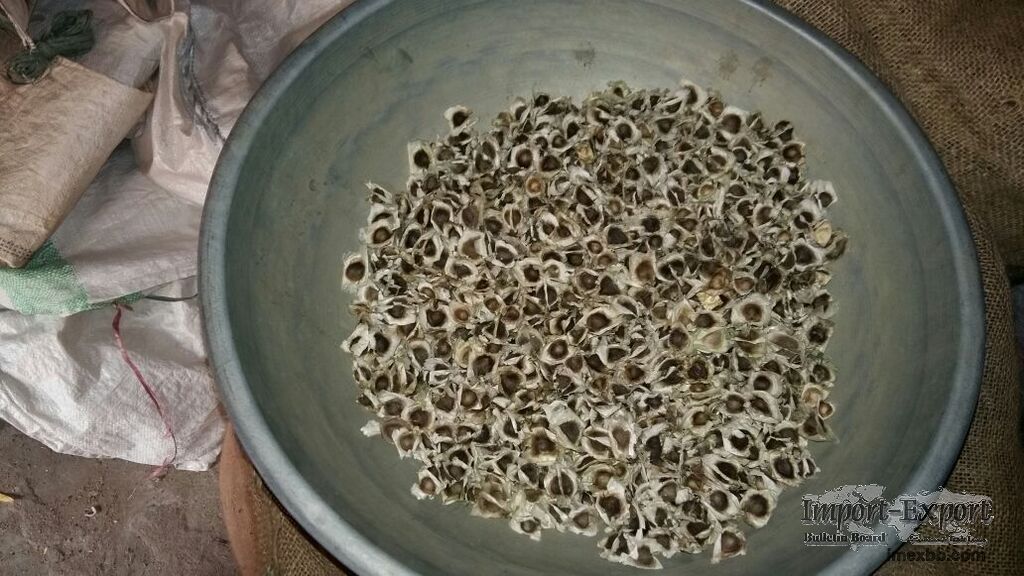 Moringa seeds (with wings)
