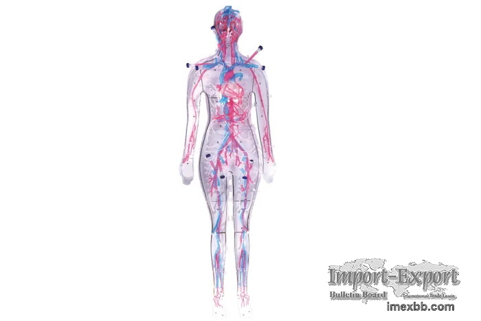 Medical Simulation Models