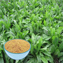 Inulin Extract Powder