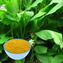 Turmeric Extract Powder