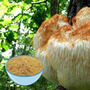 Hericium Erinaceus Extract Powder