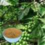 Green Coffee Bean Extract Powder