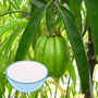 Garcinia Cambogia Extract Powder