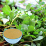 Bacopa Extract Powder